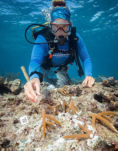 diver replanting coral