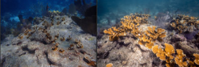 before and after view of transplanted coral