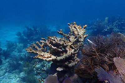 a dead elkhorn coral