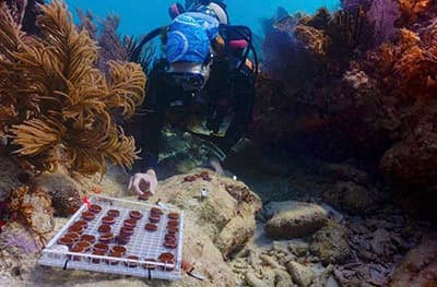 diver planting coral