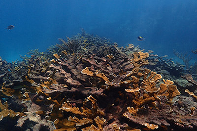 A thicket of elkhorn coral, most of it dead