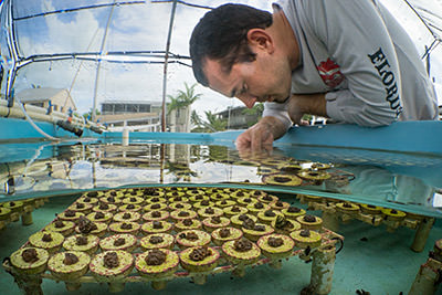person working on coral in a land-based coral nusery