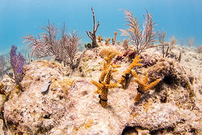 outplanted corals staghorn on a reef