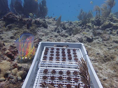 coral pellets in a basket underwater