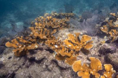 transplanted elkhorn coral colonies on a reef