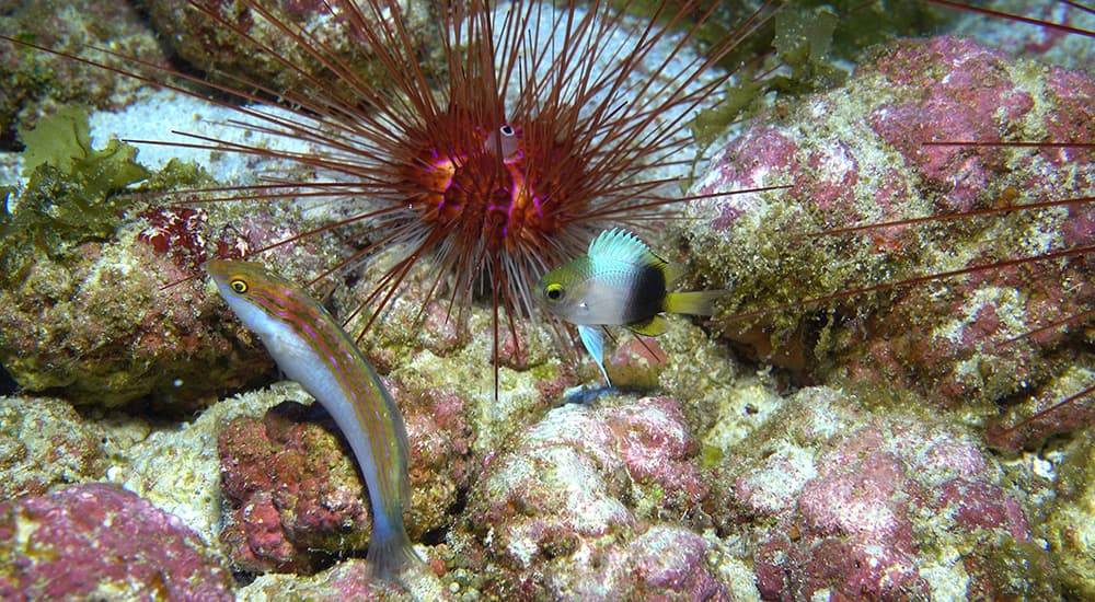 Rare fish species at Kure Atoll