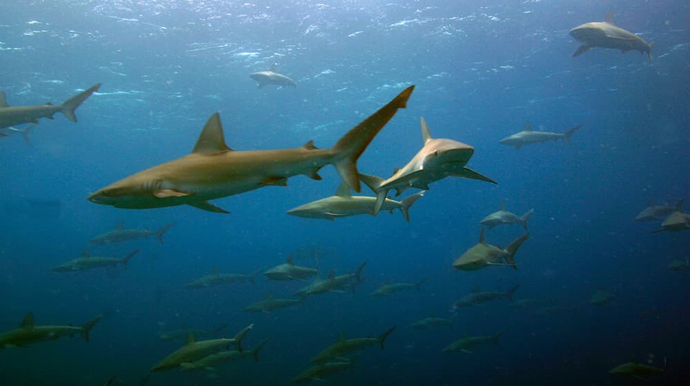 school of galapagos sharks swimming