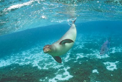 Hawaiian monk seal and a giant trevally swimming