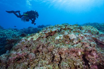 diver examining algal growth on coral