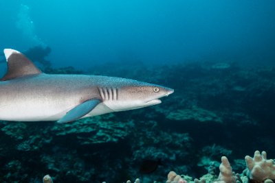 white tip reef shark swimming