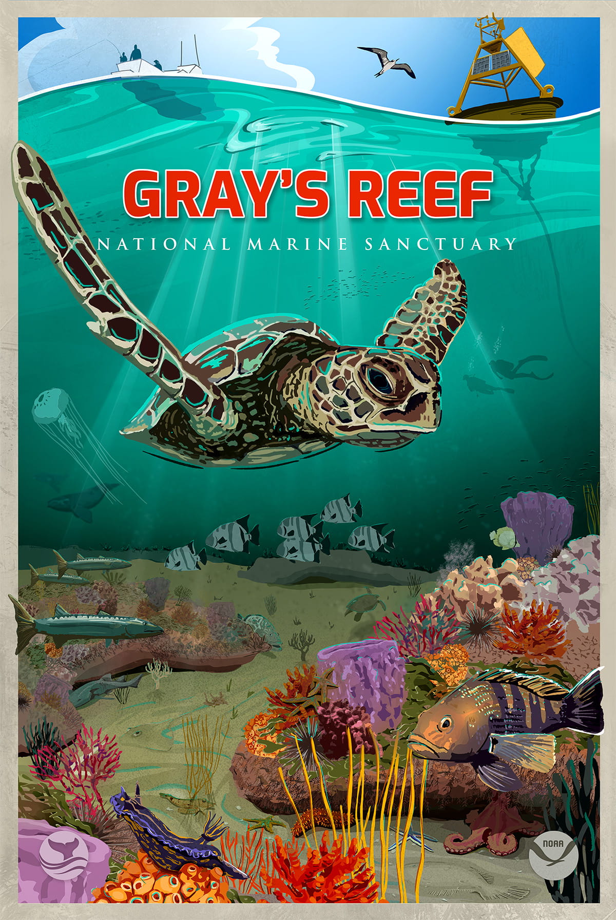 Gray's Reef is a marine oasis. On the surface, recreational anglers try for grouper, sea bass, and snapper, while a northern gannet flies overhead, and a NOAA weather buoy collects data. Beneath the waves, divers share the waters with a host of colorful tunicates, sponges, soft corals, and other residents of the live-bottom reef, like a loggerhead sea turtle, octopuses, nurse sharks, schools of spadefish, jellyfish, and North Atlantic right whales.