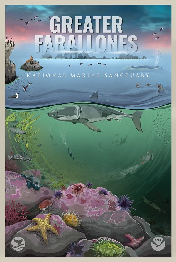 art illustration of white shark, common murres, farallon islands in the rear and bull kelp and fish and anemones and abalone.