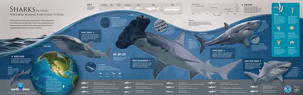 drawing of the different types of sharks that can be found in the national marine sanctuary system