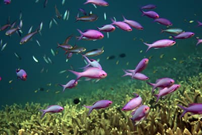 A school of purple anthias hover above the coral