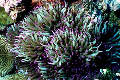 sebae anemone among the coral