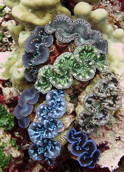Closeup of rare giant clams