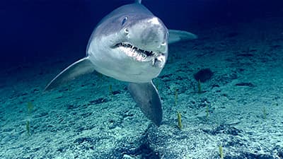 smalltooth sand tiger shark swimming