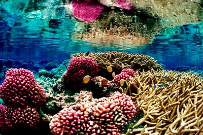 fish swim among the branching coral