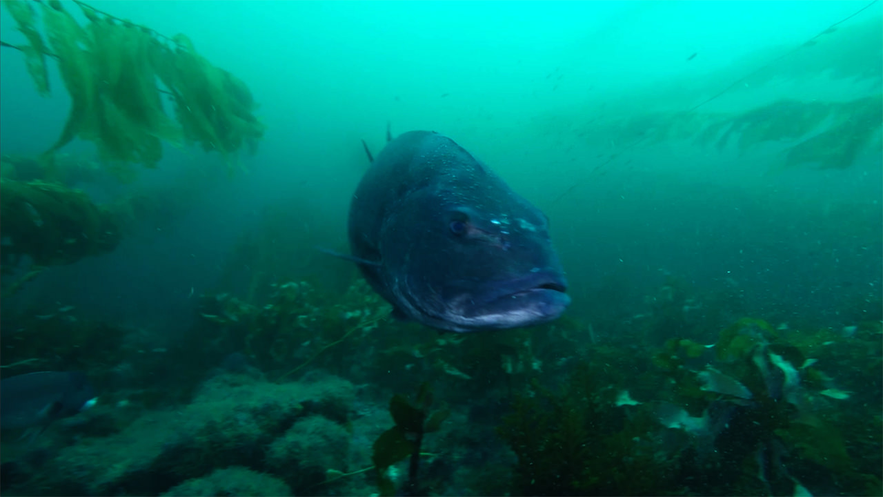 What is Sea Bass? Exploring the Ocean's Delight