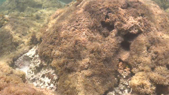 invasive alga covering corals