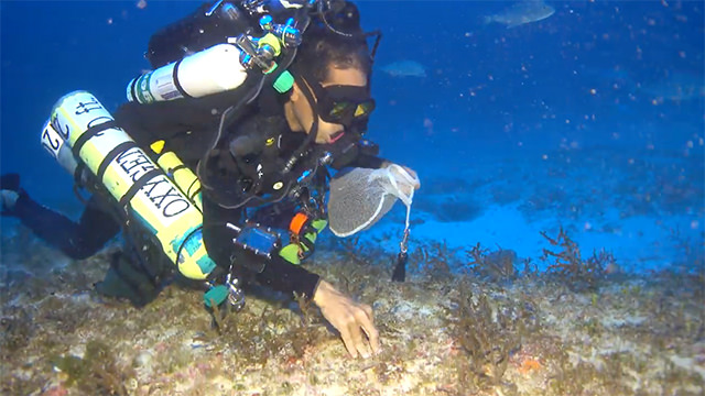 diver collecting algae specimens