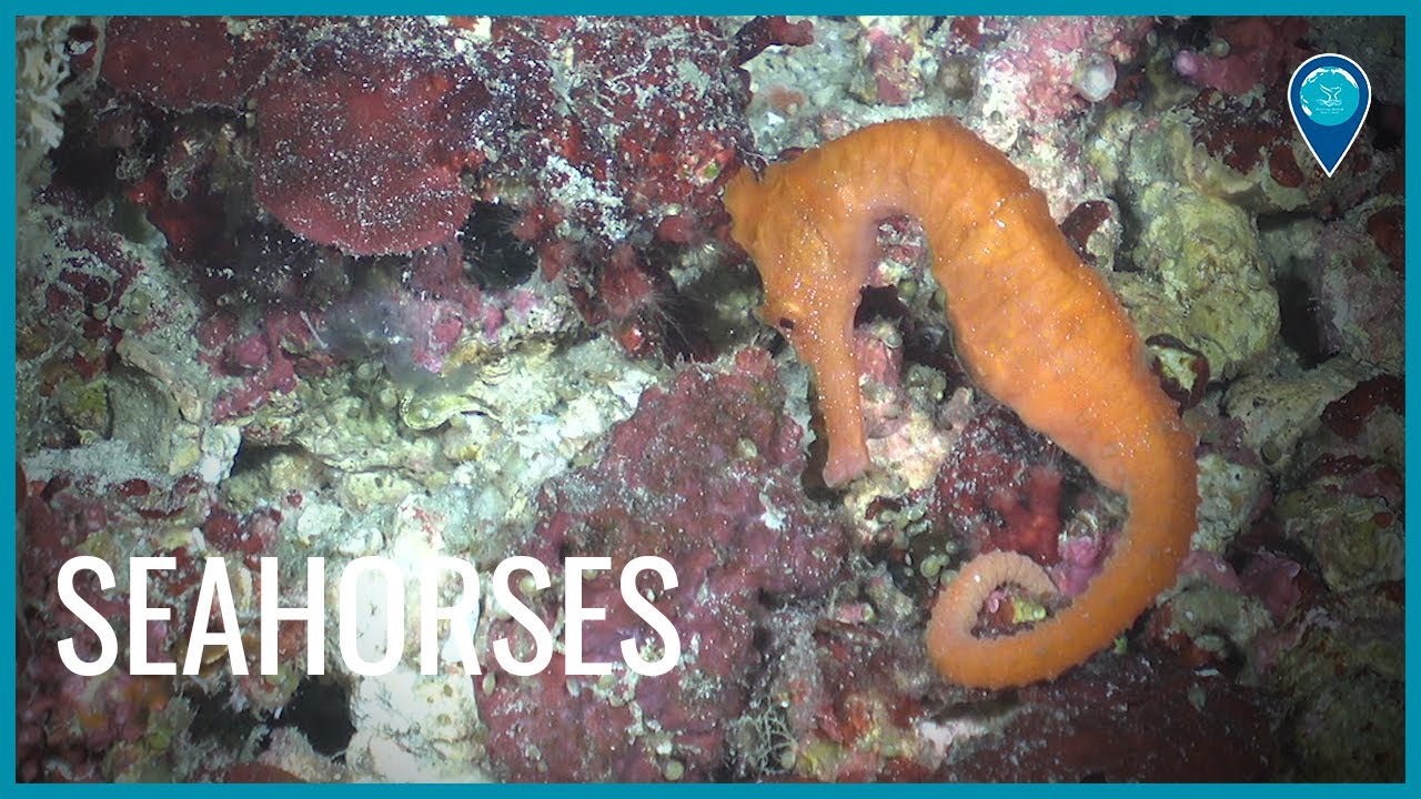 seahorse surounded by brightly colored corals