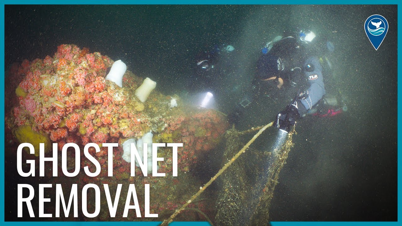Two divers work to remove an old fishing net from under water