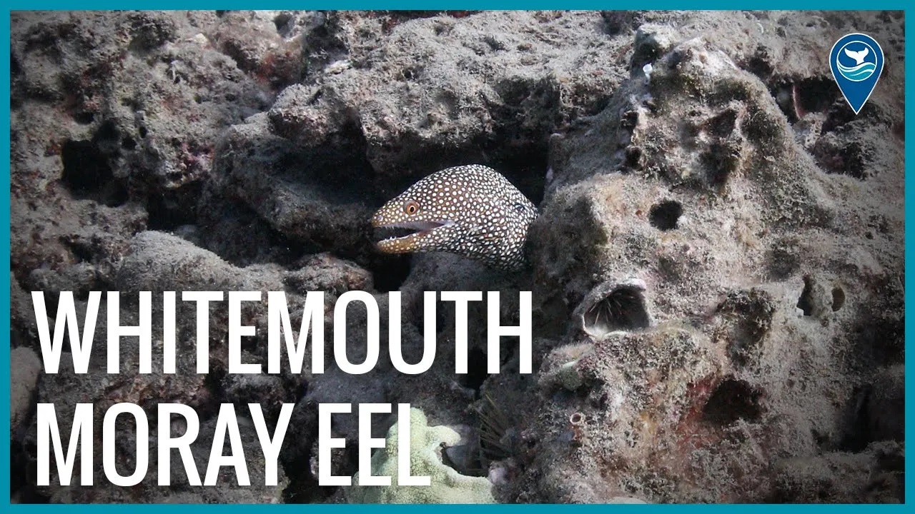 Whitemouth moray eel