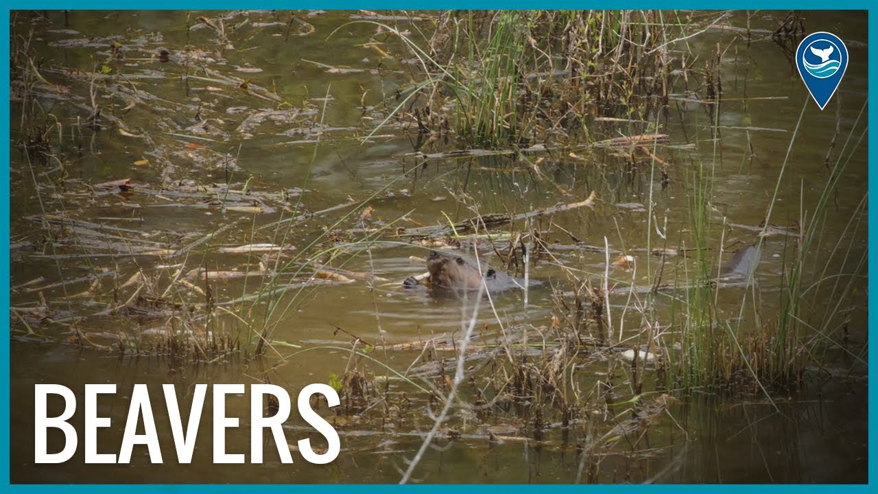 a beaver's head poking out of water while it swims