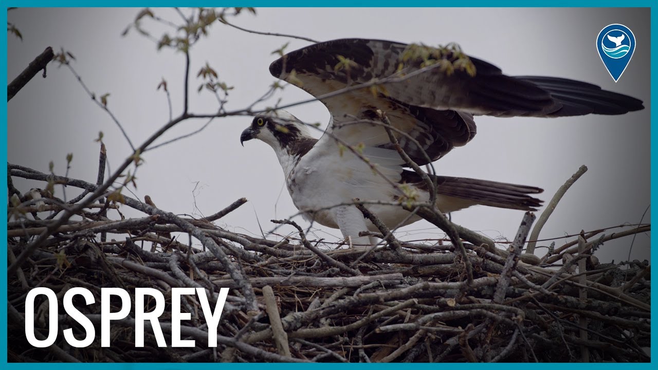 an osprey stands on a nest