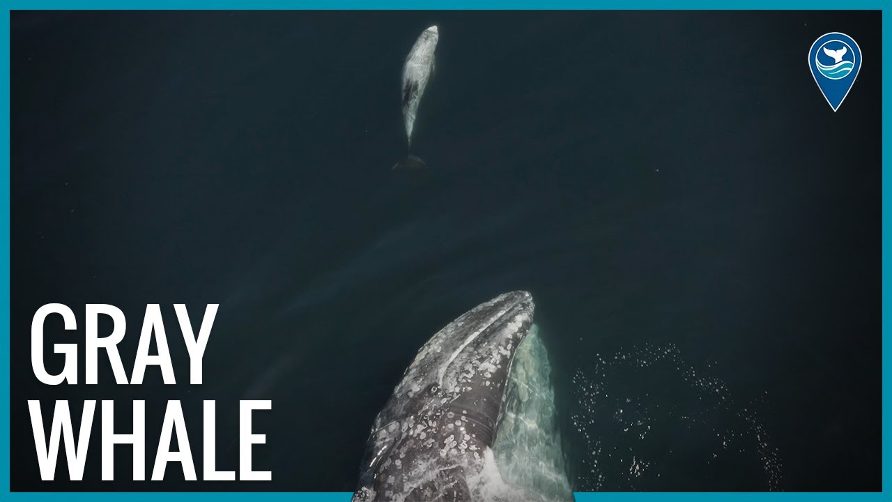 aerial photo of a gray whale mother and calf
