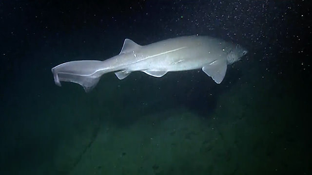 pbluntnose sixgill shark