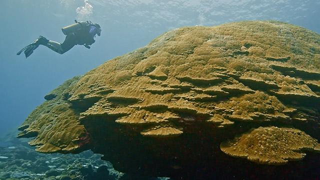 diver swimming by big momma coral head