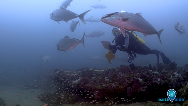 diver documenting fish swimming by