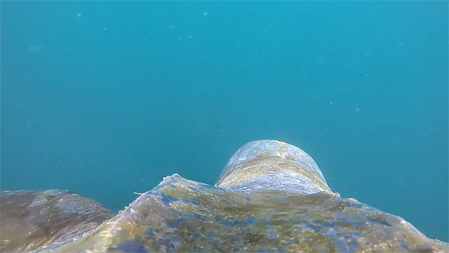 view from a leatherback turtles shell as it swims through the water