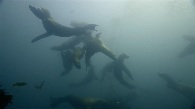 sea lions playing under water