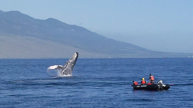 whale breaching while an inflatable boat follows it