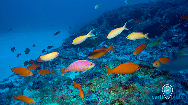 fish swimming around a reef