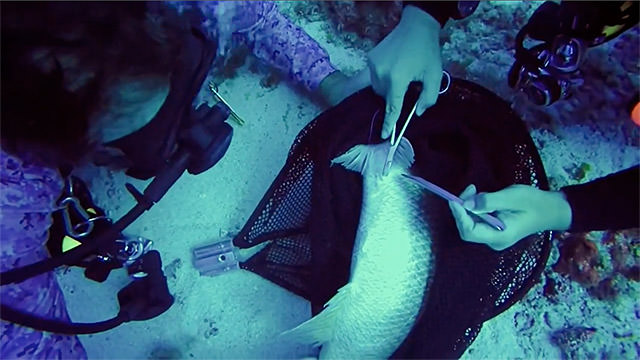 two divers preforming fish surgery
