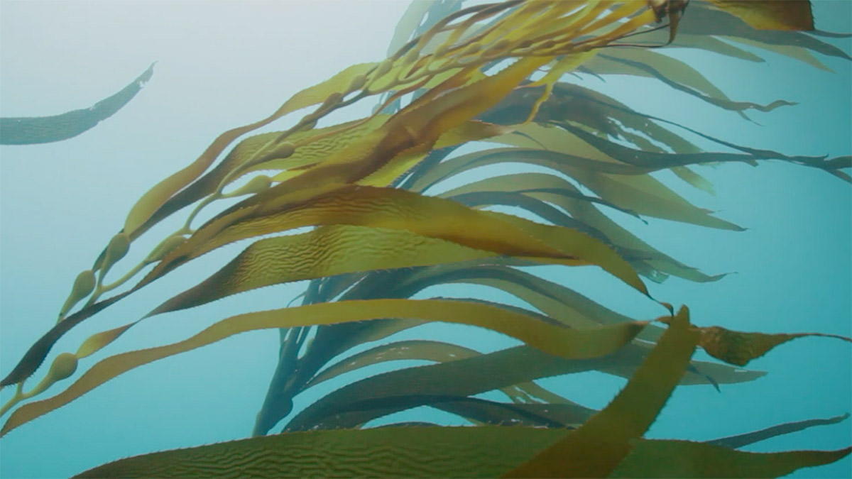kelp swaying in the waves
