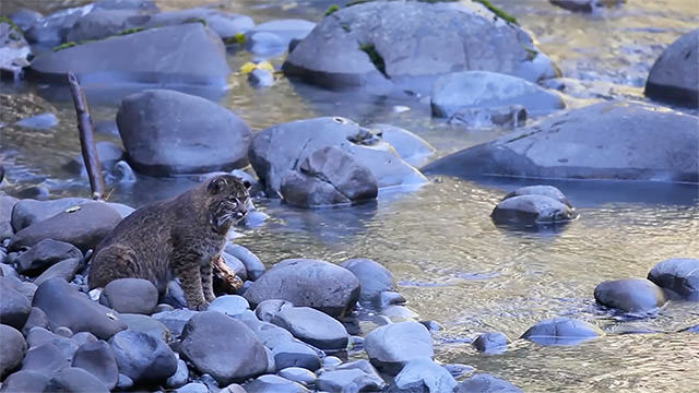bobcat sitting on a rock in a river fishing for salmon