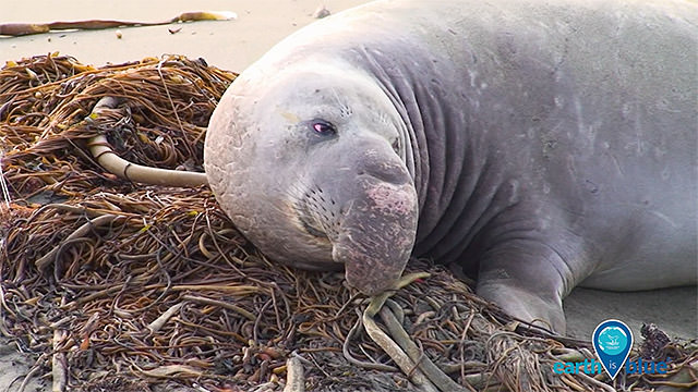 Elephant Seal resting on the beach
