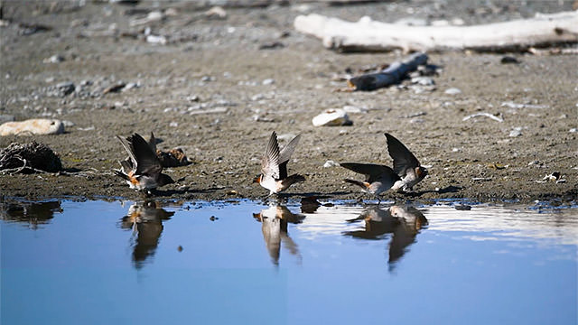 cliff swallows gathering mud by the water
