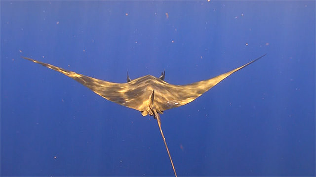 a mobula gliding through the water