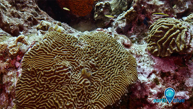 a coral reef