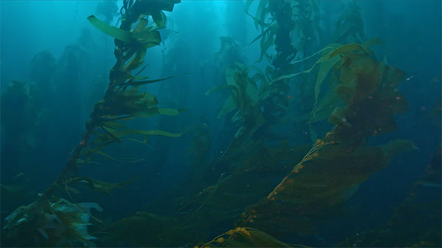 A lush underwater forest of kelp