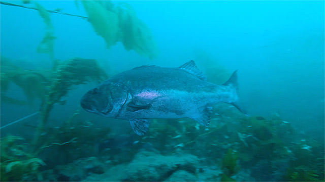 A large fish swims near kelp