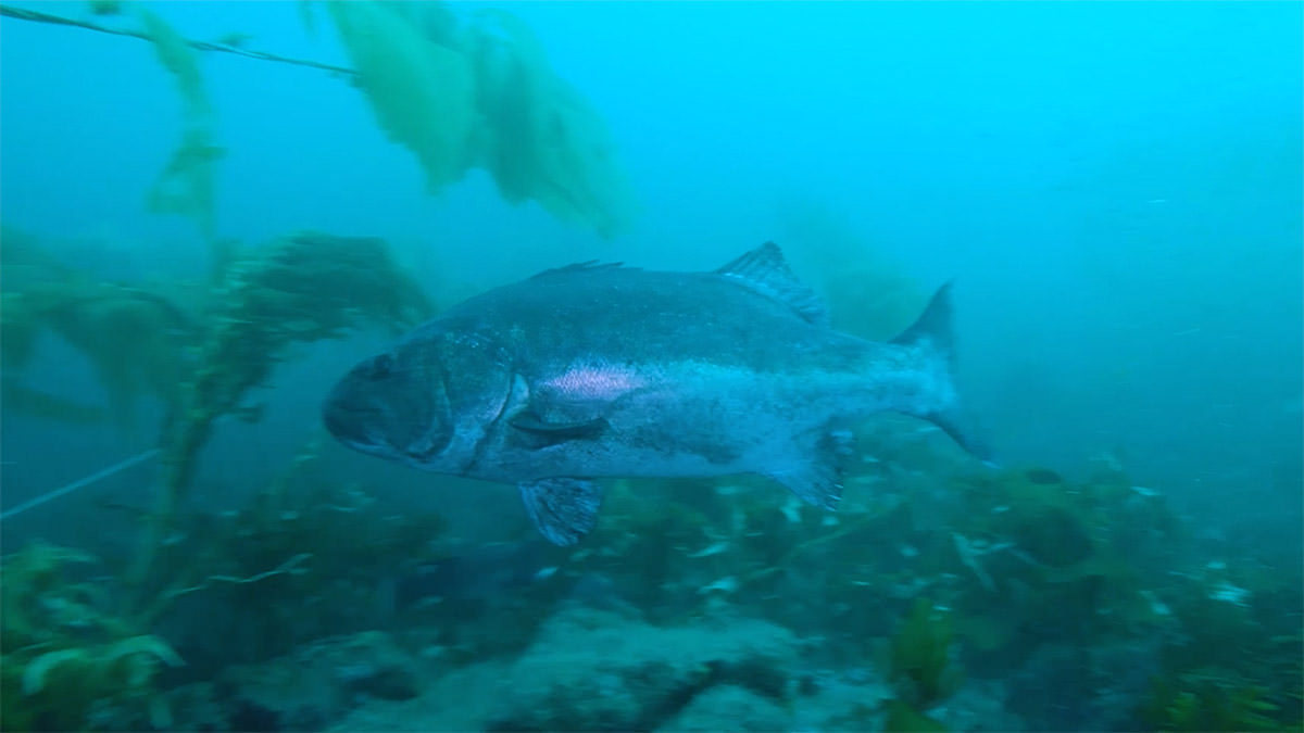 Giant Sea Bass swimming in a kelp forest