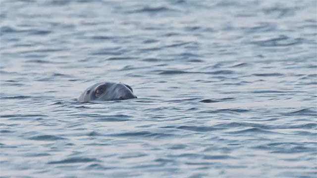 A seal pokes its head out of the water