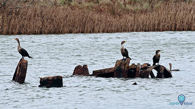 birds resting on marine debris in balinas lagoon